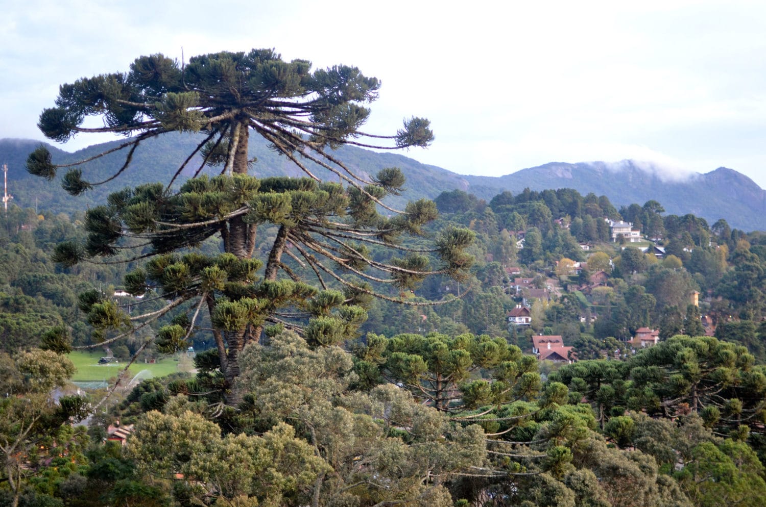 Fundo Monte Verde