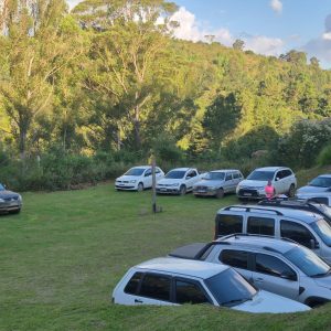 Araucária Brasil (1)
