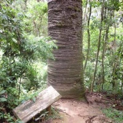 trilha-do-pinheiro-velho-1