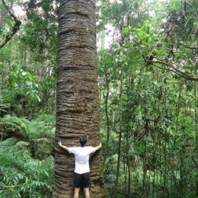 trilha-do-pinheiro-velho